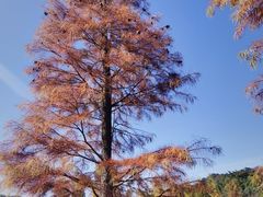 -广州市石门国家森林公园