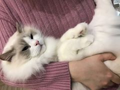 -酷豆宠物咖啡·宠物美食·撸猫馆