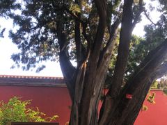 -北京市劳动人民文化宫(太庙)