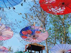 -合肥滨湖国家森林公园