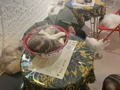 -平行世界·猫咖(首经贸店)