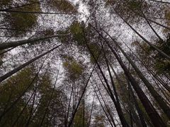 -缙云山景区