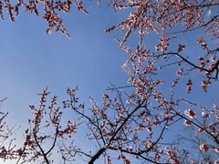 -石家庄市植物园