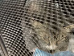 -中农大我爱我爱动物医院·核磁CT·猫病·24小时夜诊中心(石佛营店)