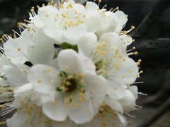 -双季花艺园艺市场(浦东店)