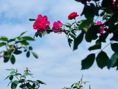 -金科花卉市场