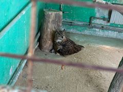 -西霞口神雕山野生动物世界