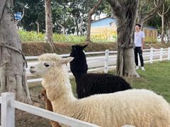 -光明农场大观园