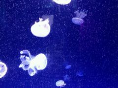 -左海海底世界