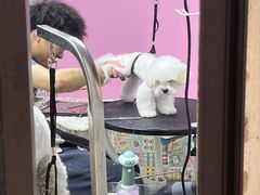 -翊宠yipet猫狗购宠庄园