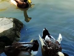 -新虹桥中心花园