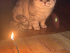 -喵zoo家庭繁育猫舍(尖东智能花园店)