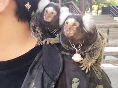 -清迈夜间动物园