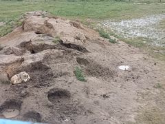 -呼伦贝尔大草原巴尔虎蒙古部落民俗旅游度假景区