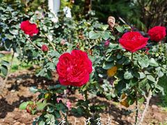 -人民公园(罗湖区)