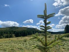 -塞罕坝国家级自然保护区