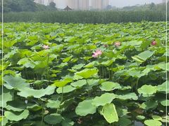 -前关湿地公园