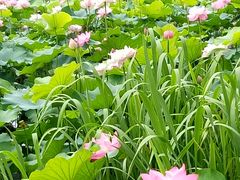 -荷塘月色湿地公园·向阳花洲