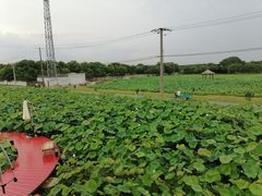 -嘉北郊野公园