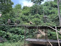 -西双版纳原始森林公园