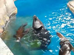 -海合安武汉极地海洋公园
