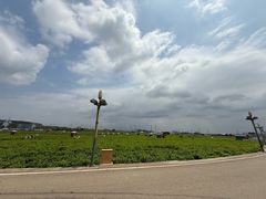 -中华茉莉园