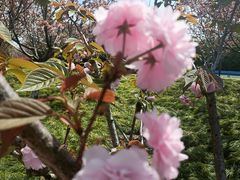 -高东镇樱花园
