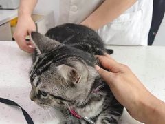 -贝利宠物医院·骨科·眼科·肿瘤转诊中心(南坪诊疗中心)