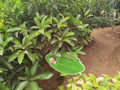 -兰陵国家农业公园