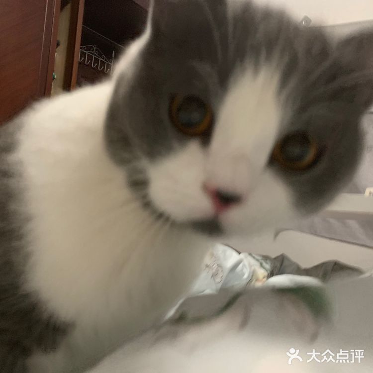 像这样？我家主子的高萌瞬间