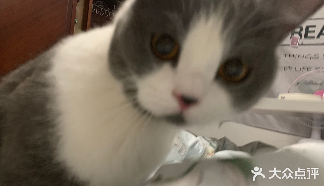 像这样？我家主子的高萌瞬间