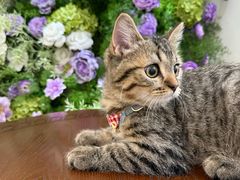 -初甜·舒芙蕾·韩式雪花冰(流塘店)