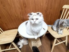 -楼上猫咖(罗湖店)