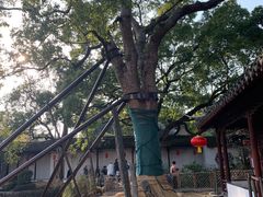 -上海醉白池公园