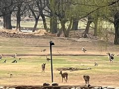 -北京麋鹿生态实验中心