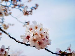 -顾村公园