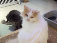 -平行世界·猫咖(首经贸店)