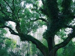 -古堰画乡景区