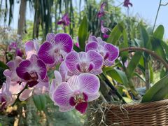 -中国科学院西双版纳热带植物园