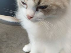 -瞄一喵猫咖(格力海岸店)