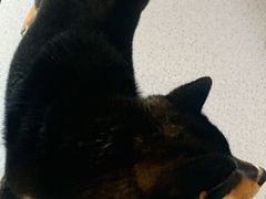 -喜柴咖啡·柴犬狗咖
