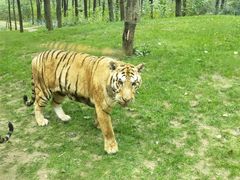 -北京野生动物园