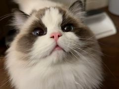 -八公叔叔宠物美容连锁(春申店)