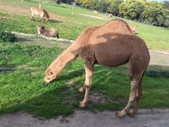 -威勒比开放式动物园