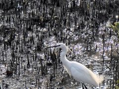 -北海金海湾红树林生态旅游区