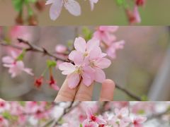 -天适樱花悠乐园