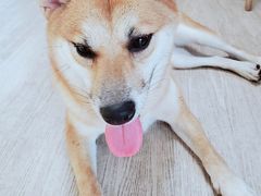 -柴犬高等学院·狗咖·柴犬售卖·宠物训练