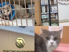 -瑞派康怡24h宠物医院·犬猫医疗中心·微创绝育(瑞景分院)