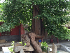 iphone_upload_pic-少林寺景区
