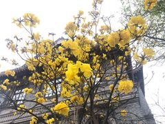 -四川大学华西口腔医院(华西院区)